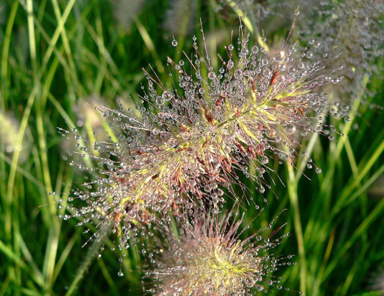 Federborstengras - Pennisetum alopecuroides