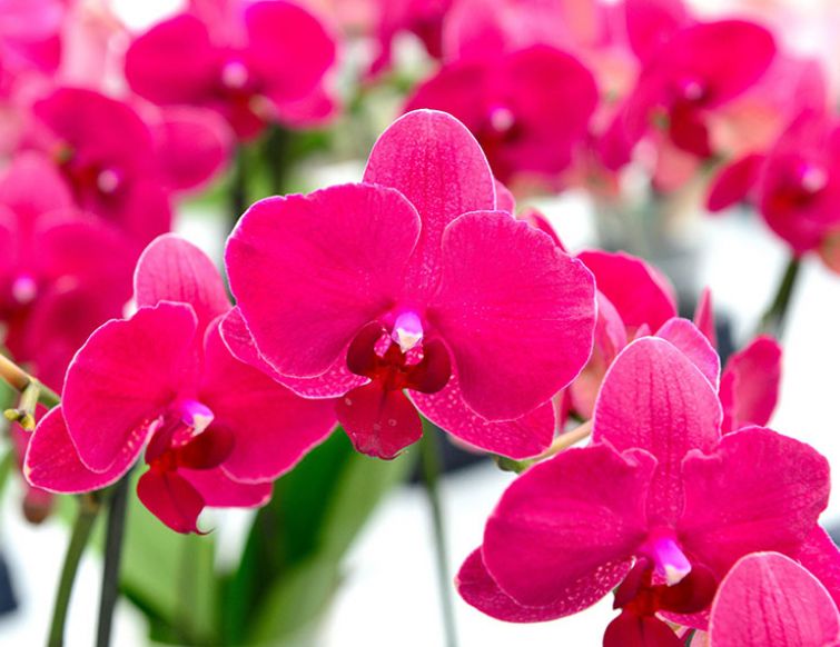 Pflege von Orchideen