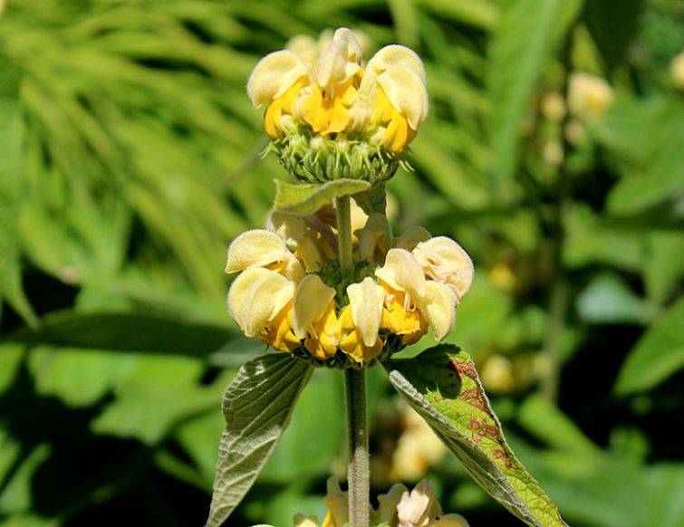 Brandkraut - Phlomis russeliana