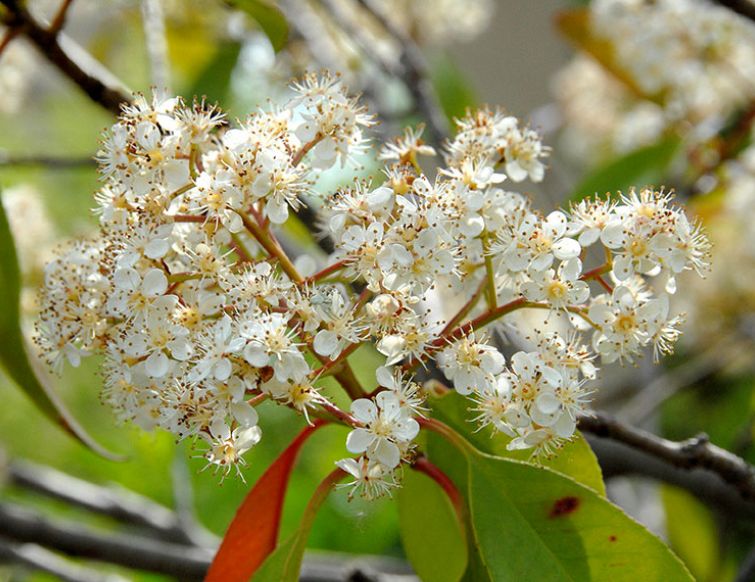 Glanzmispel – Photinia fraseri ‘Red Robin‘