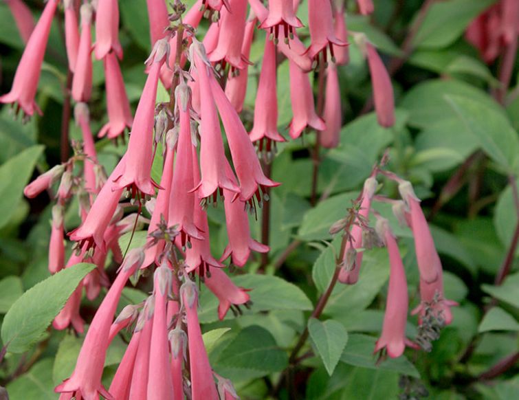 Kapfuchsie - Phygelius capensis und Phygelius aequalis