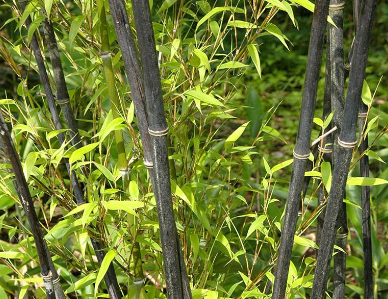 Bambus richtig schneiden
