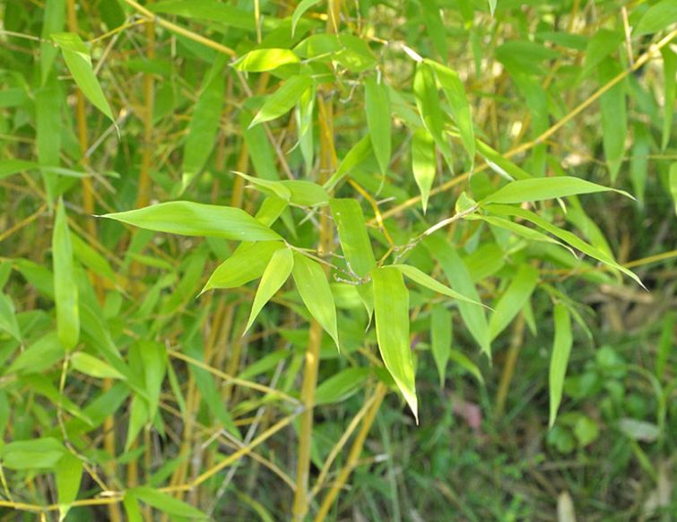 Pflanzung von Bambus