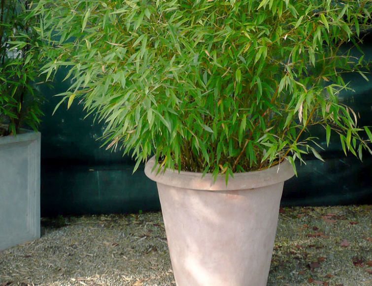 Bambus als Kübelpflanze