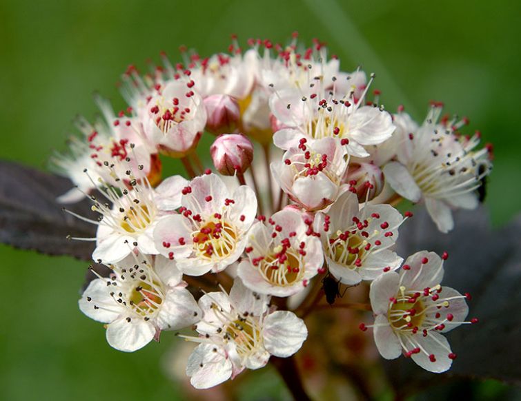Blasenspiere – Physocarpus opulifolius