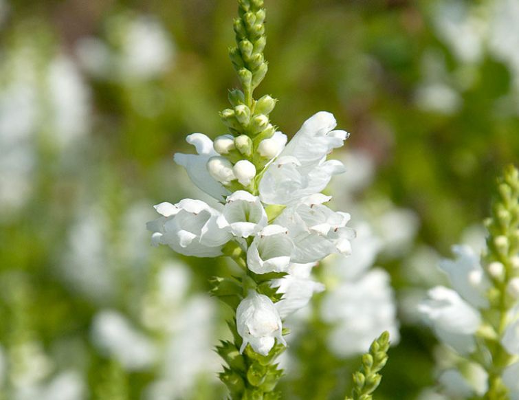 Gelenkblume – Physostegia virginiana