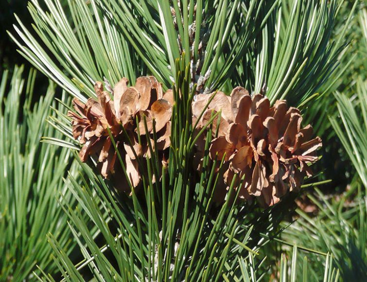 Zwergschlangenhaut-Kiefer -  Pinus heldreichii 'Compact Gem'