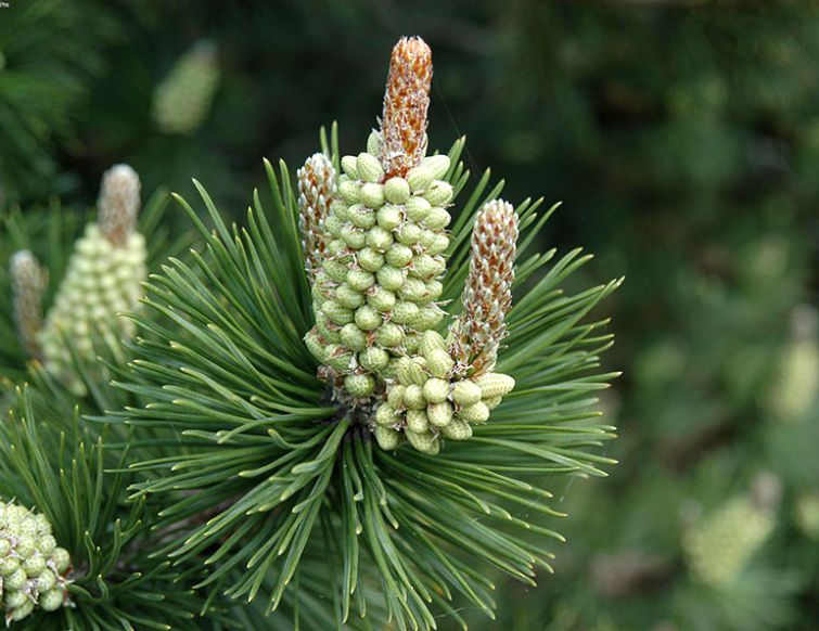 Bergföhre - Pinus mugo