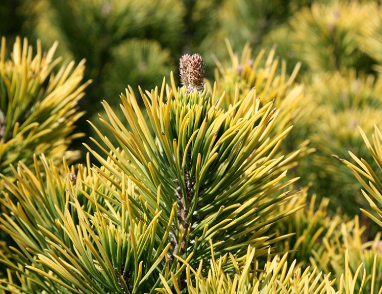 Legföhre, goldgelb - Pinus mugo 'Winter Gold'