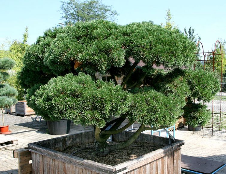 Gartenbonsai