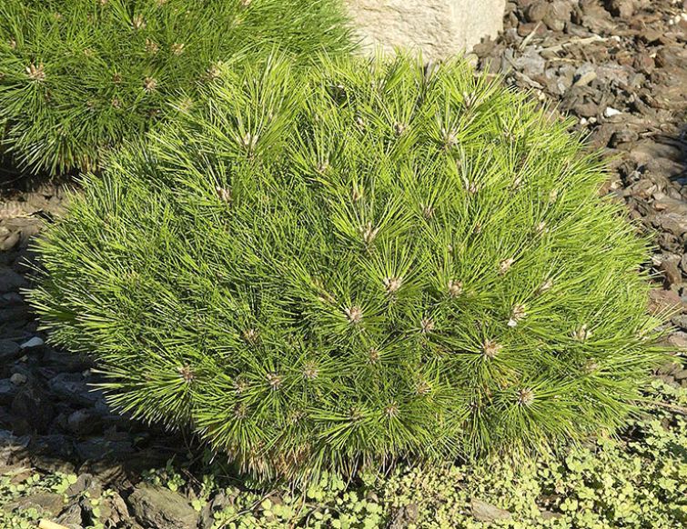 Kugelföhre - Pinus nigra 'Pierrick Brégeon'