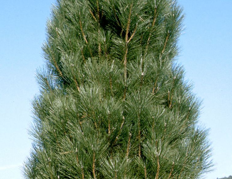 Säulenschwarzföhre - Pinus nigra Pyramidalis