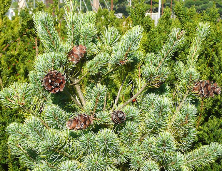 Zwergmädchenkiefer, japanisch - Pinus parviflora 'Negishi'