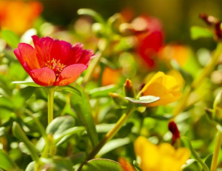 Portulakröschen – Portulaca grandiflora