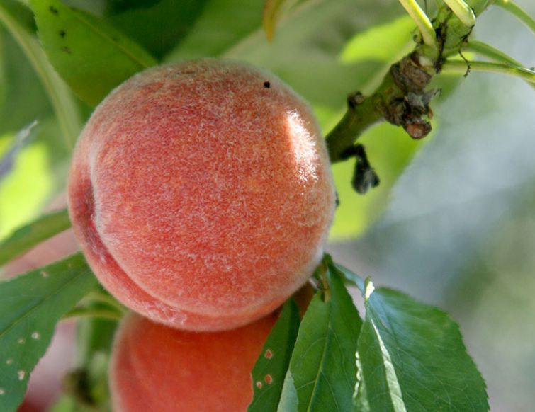 Zwergpfirsich – Prunus persica Zwergnektarine – Prunus persica var. Nucipersica