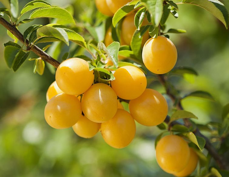 Robuste Obstgehölze für den Hausgarten