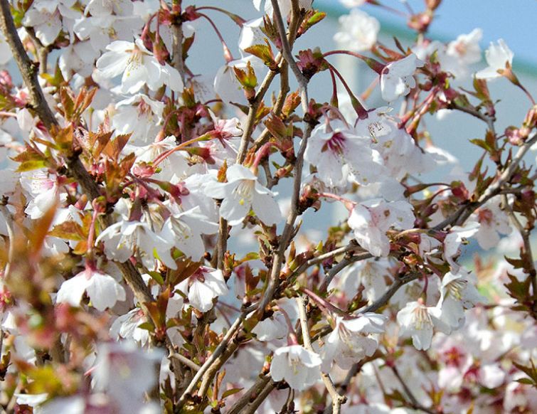 März-Kirsche – Prunus incisa ‘Kojou-no-mai‘