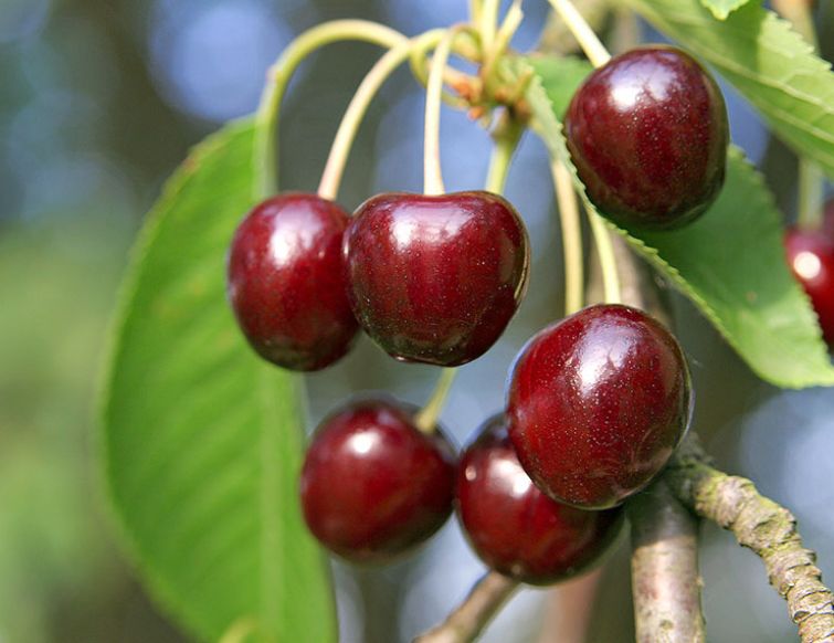 Süsskirsche – Prunus avium