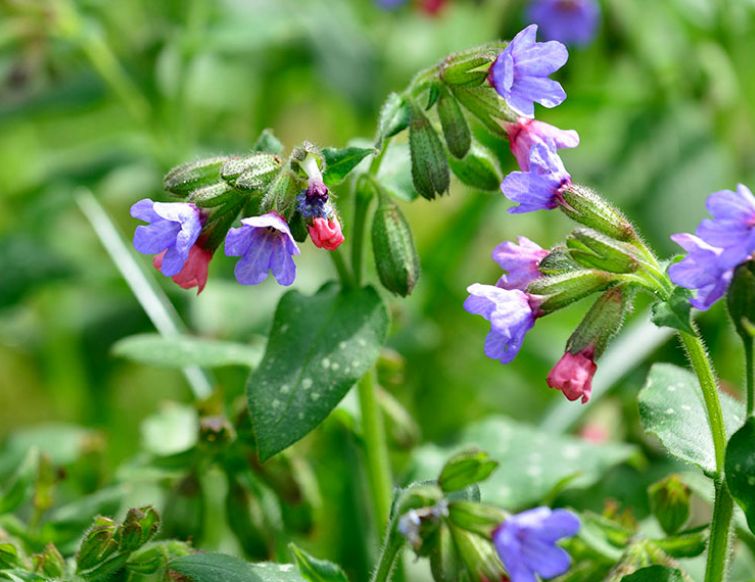 Lungenkraut - Pulmonaria