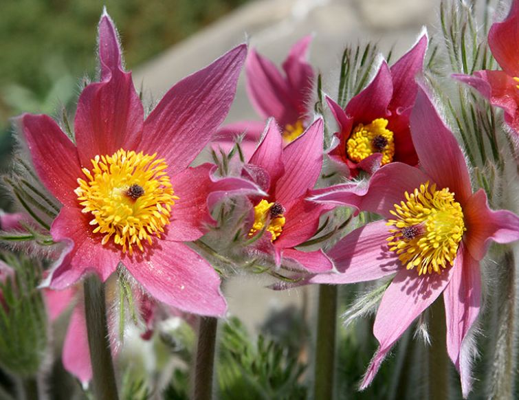 Küchenschelle - Pulsatilla vulgaris
