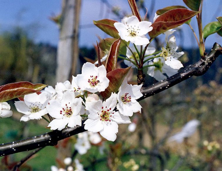 Birne 'Benita'