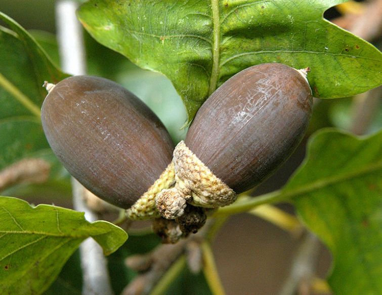 Traubeneiche - Quercus petraea
