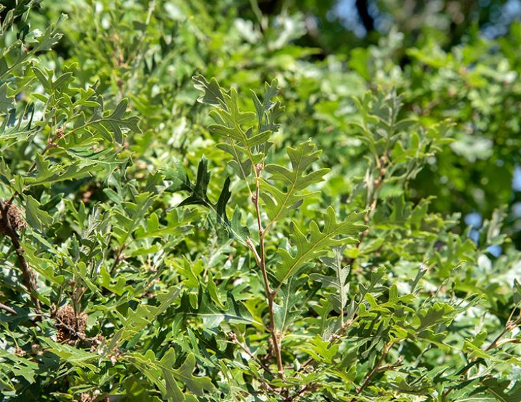Flaumeiche – Quercus pubescens