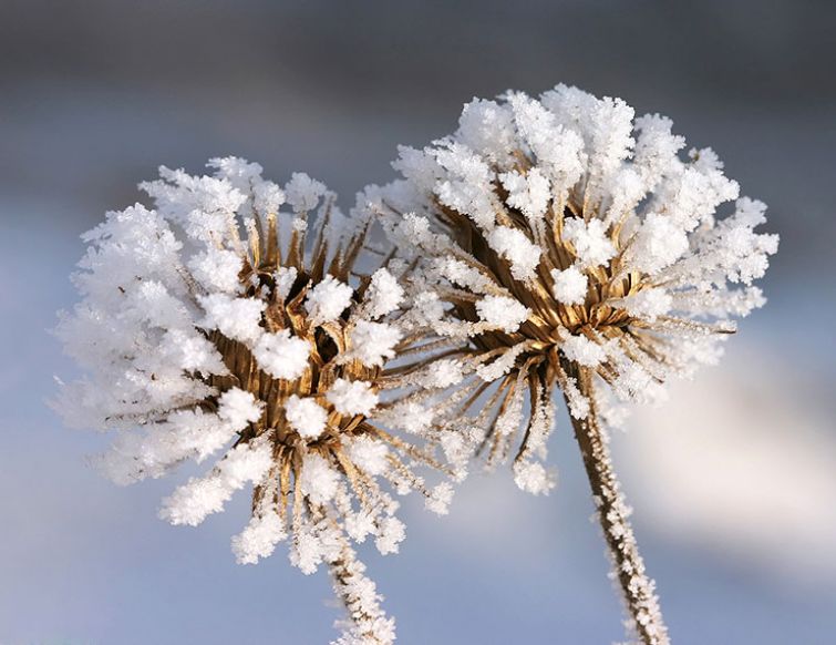 Winterhärte von Pflanzen beeinflussen
