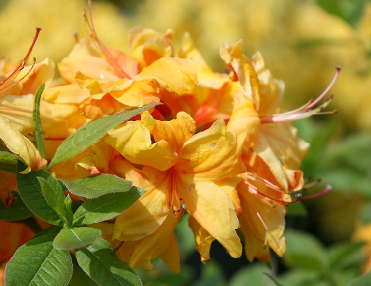 Pflege von Rhododendren und Azaleen