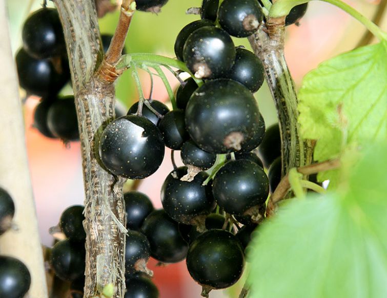 Pflanzung von Johannisbeeren