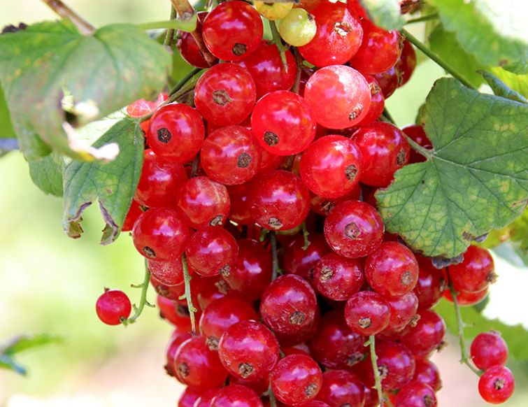 Winterschnitt bei Johannisbeeren