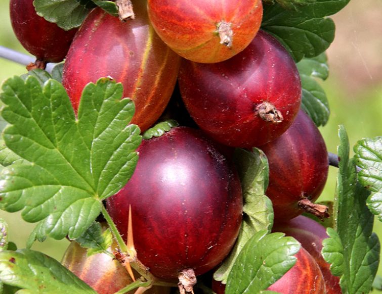 Schnitt von Johannis- und Stachelbeeren