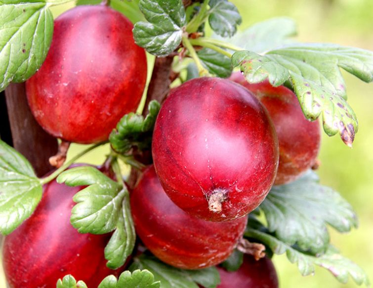 Winterschnitt bei Stachelbeeren