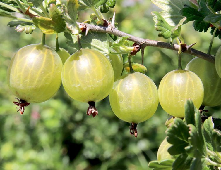 Pflanzung von Stachelbeeren