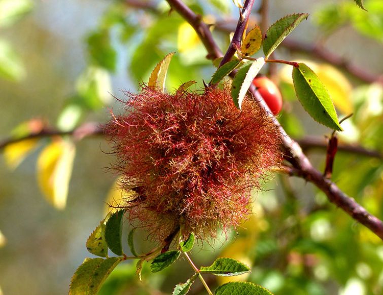 Rosenapfel: Rosen oder Apfel?