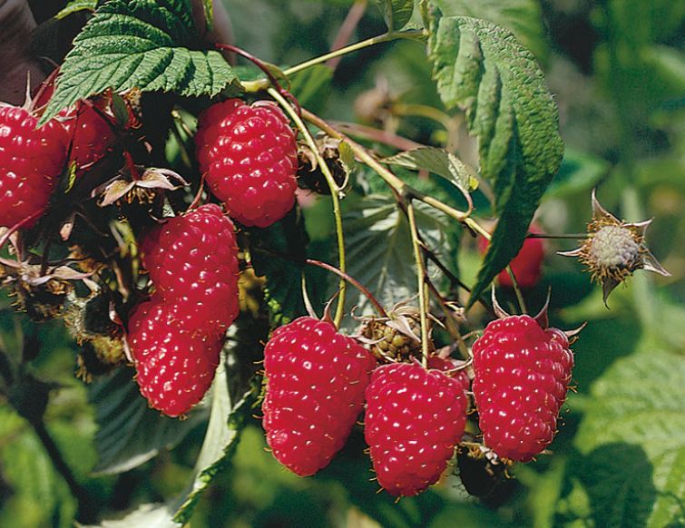 Himbeere Elida
