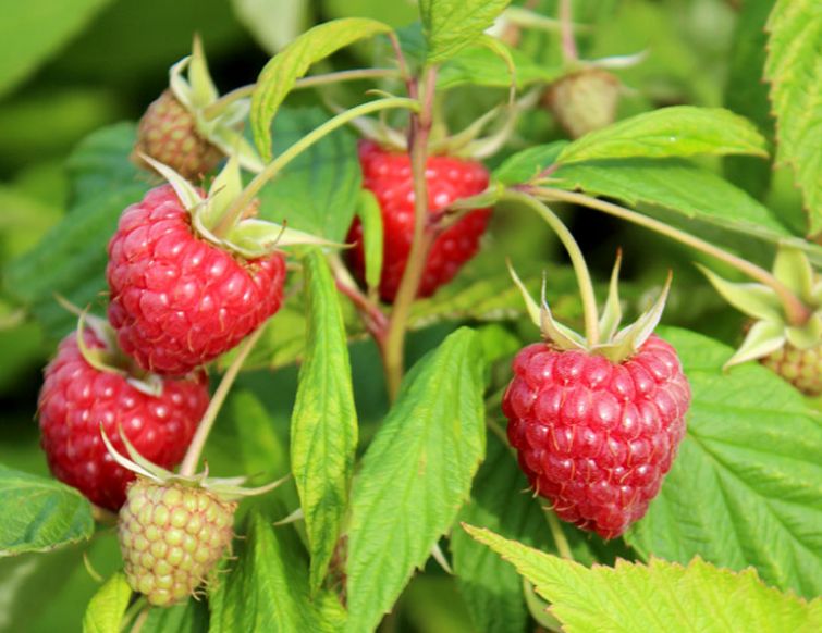 Pflanzung von Himbeeren