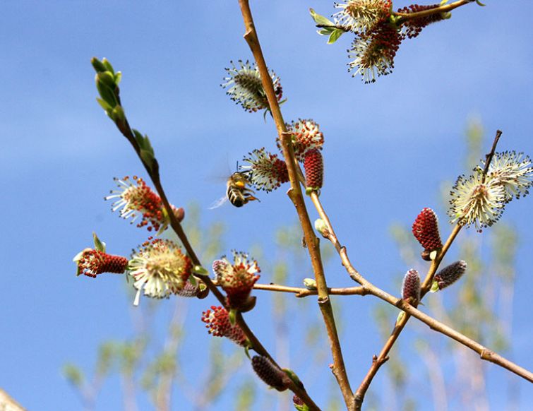 Purpurweide – Salix purpurea