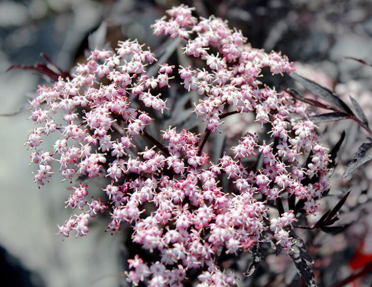 Holunder, schwarz - Sambucus nigra