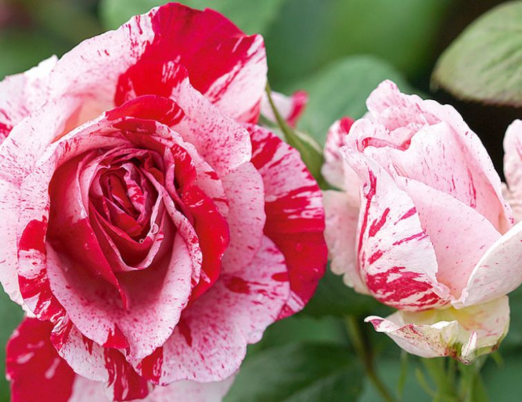 Pflanzung von wurzelnackten Rosen