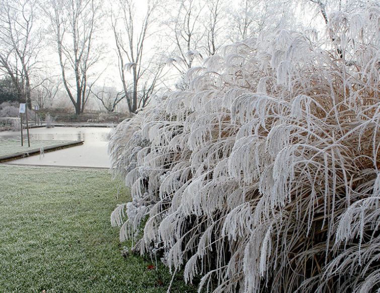 Pflanzen mit Frostschutz