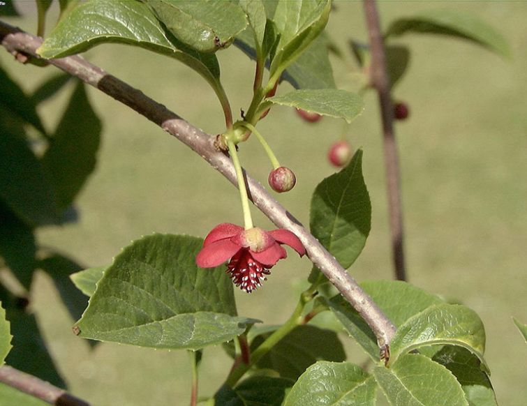 Chinabeere - Schisandra chinensis 'Vitalbeere'