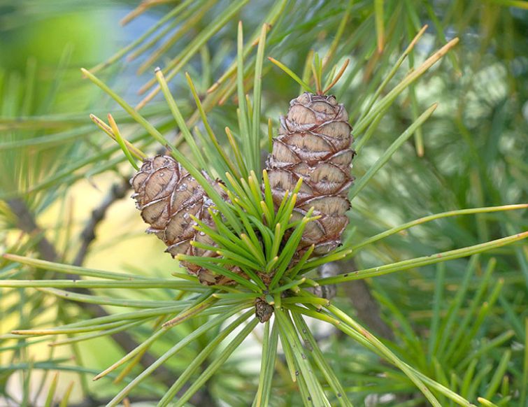 Schirmtanne - Sciadopitys verticillata