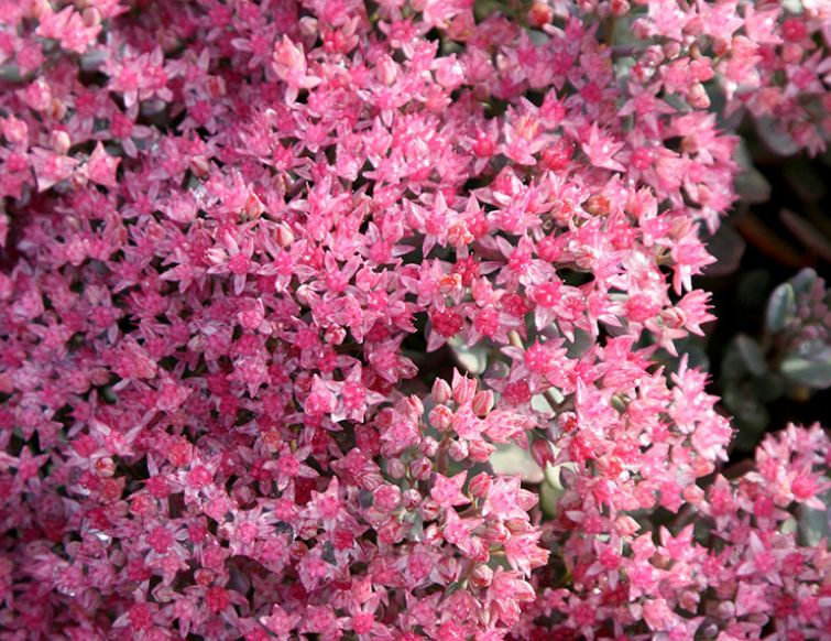 Fetthenne – Sedum