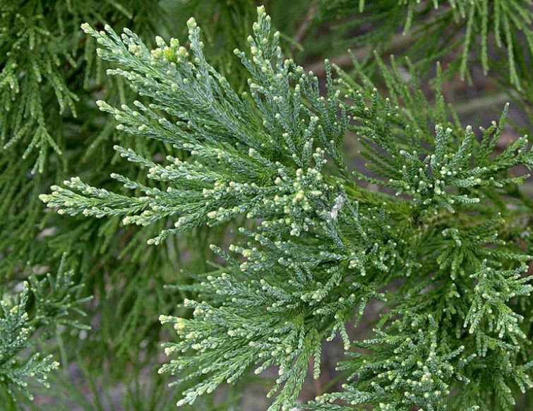 Mammutbaum – Sequoiadendron giganteum