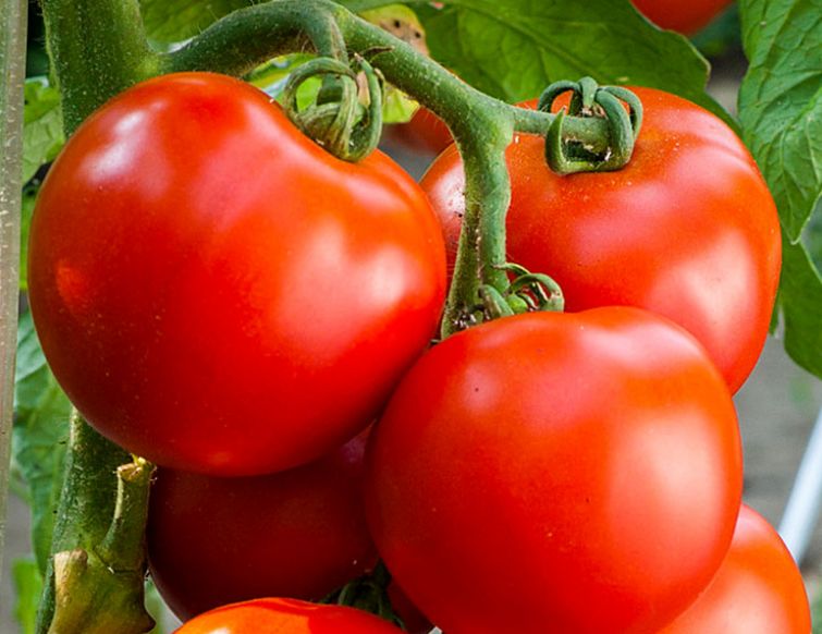 Pflanzung und Pflege von Tomaten