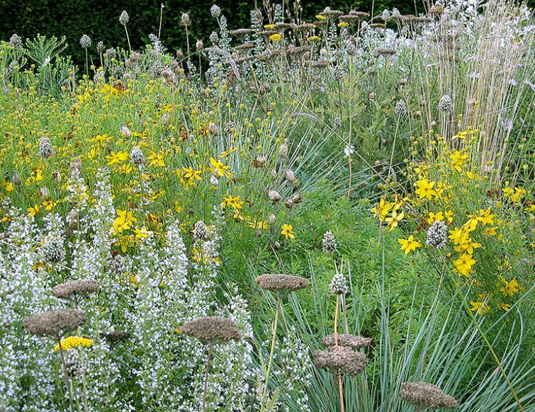 Staudenmischpflanzung Sommerwind