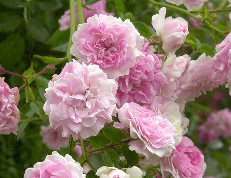 Stammrosen