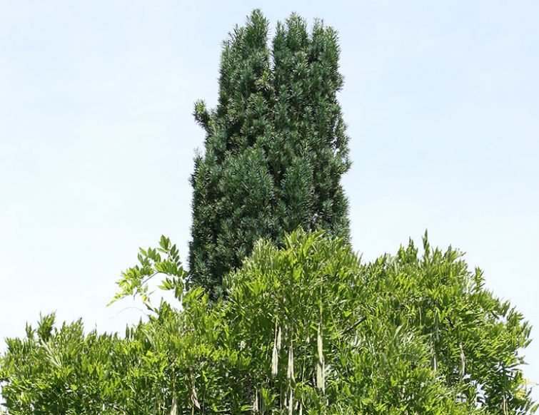 Säuleneibe - Taxus baccata 'Fastigiata Robusta'