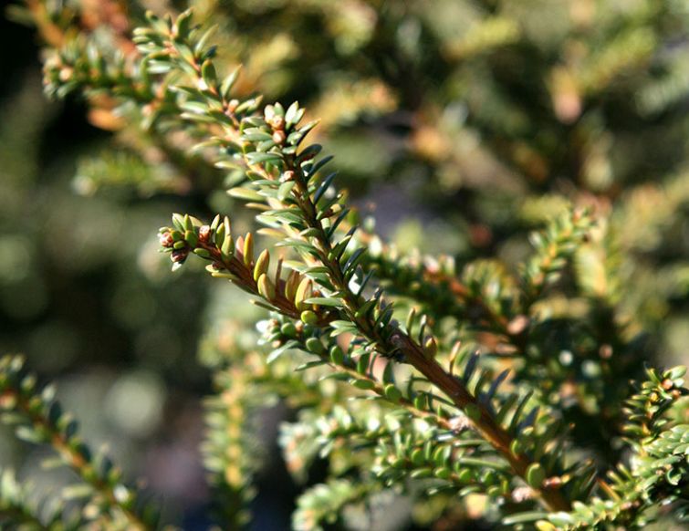 Eibe - Taxus baccata